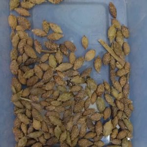 Cang Er Zi – Fructus Xanthii – Xanthium Fruit