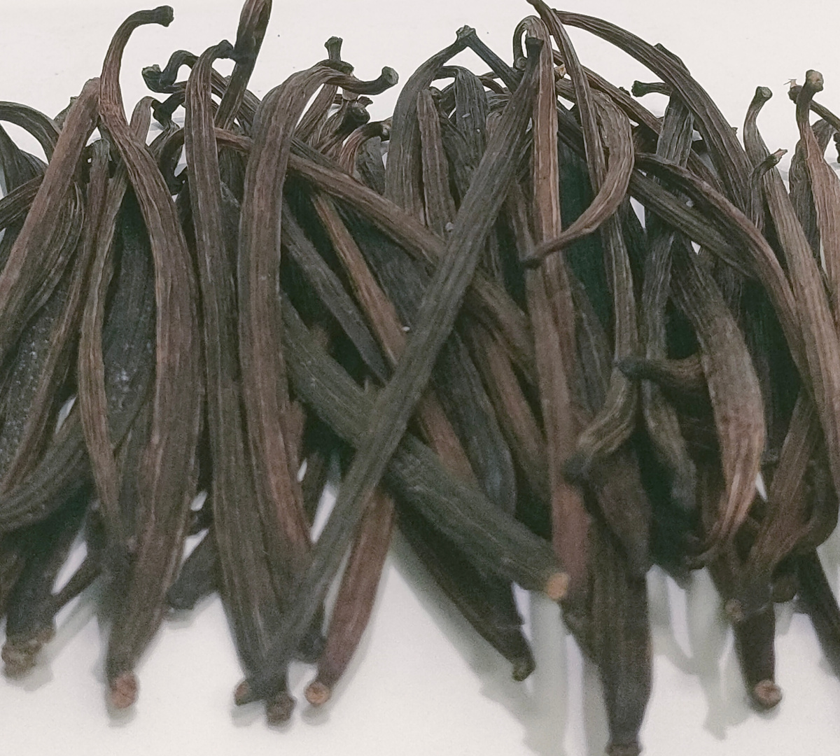 Vanilla Beans Buah 10GR Grade A Gourmet - Kualitas Terbaik dan Termurah Tanaman Vanili - Image 2